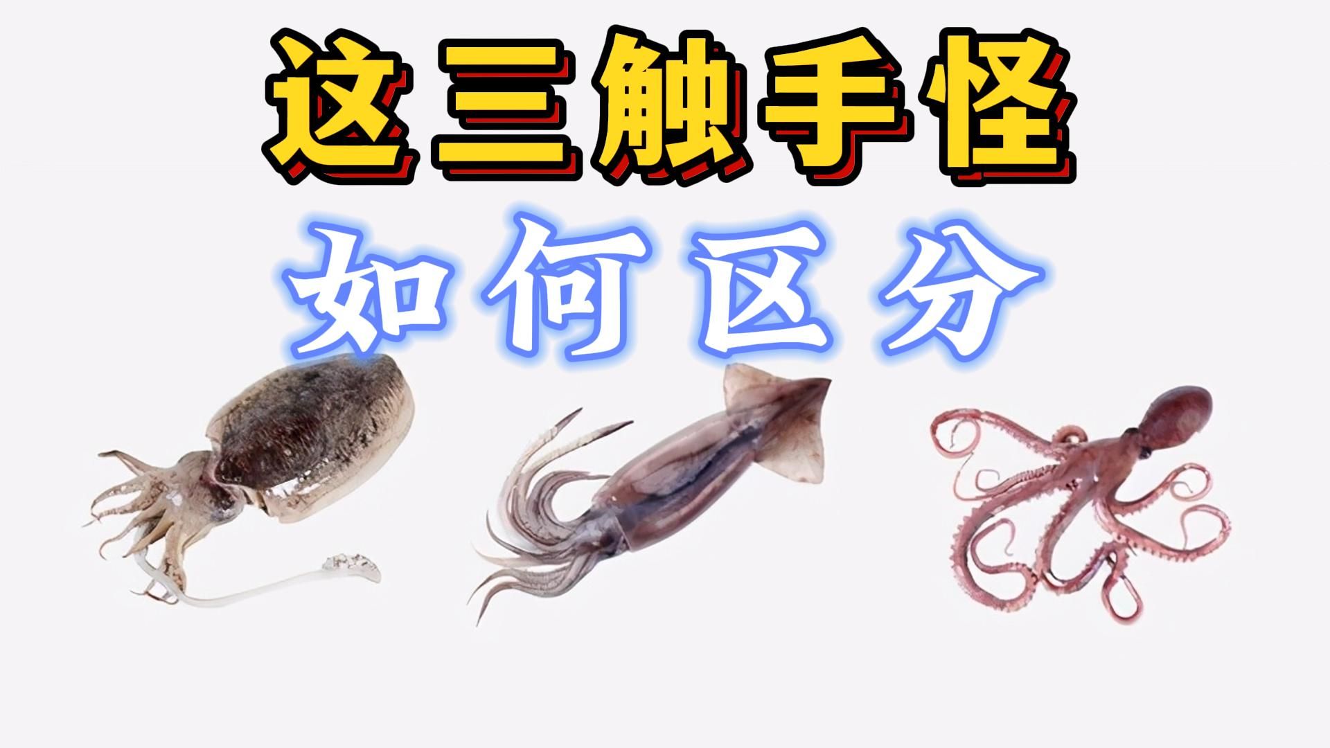 【洛天依】唱歌科普，章鱼、鱿鱼、墨鱼三个触手怪如何区分？