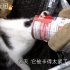 【萌兽天团】猫咪几乎被罐头卡死，危机关头路人出手相救！