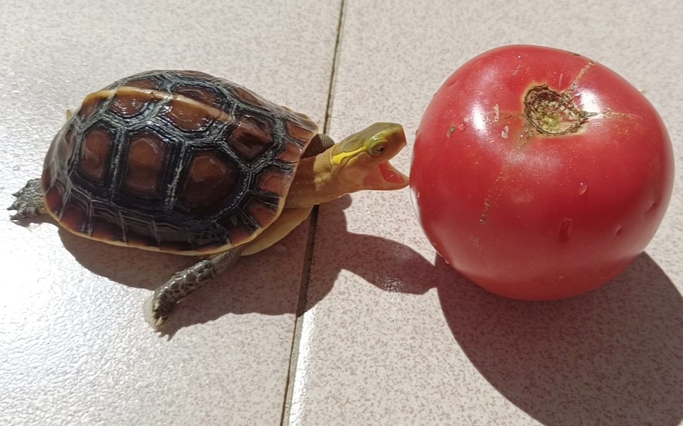 原来黄缘盒龟这么爱吃西红柿，能吃上瘾的那种，长见识了