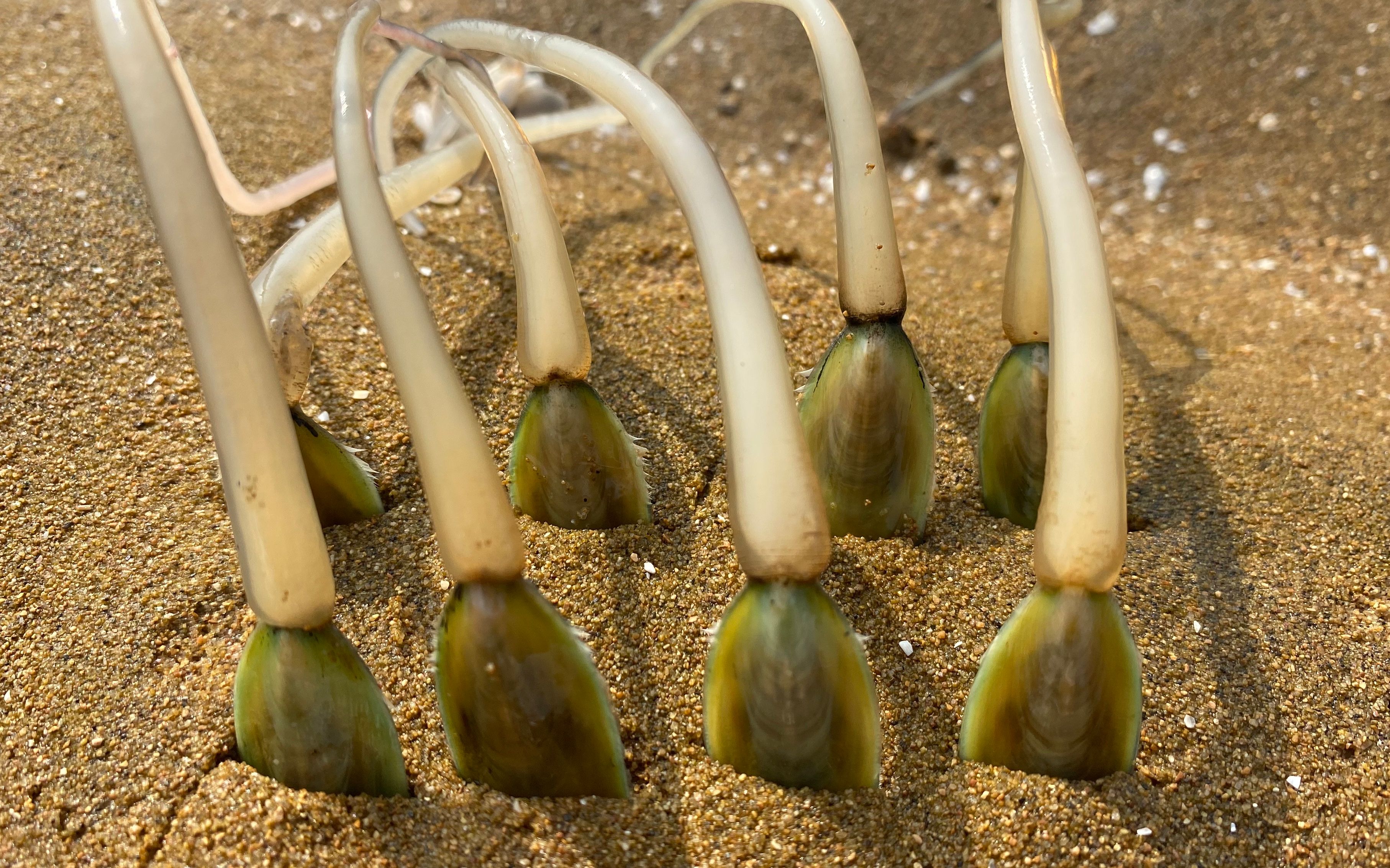 大庆赶海，退潮后一群海豆芽躲在沙子里，挖出来一根比手都要长