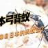 日本弓背蚁就是来自日本的蚂蚁么？