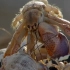 萌萌的寄居蟹排队换废弃的贝壳，队伍末尾的小蟹只能换到一个破洞的房子