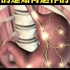 3D医学动画：胃是如何运作的