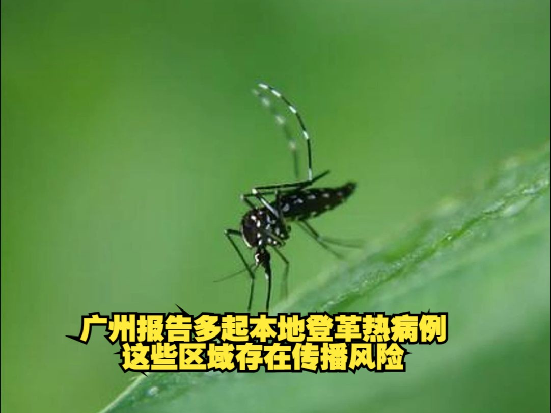 广州报告多起本地登革热病例,这些区域存在传播风险哔哩哔哩bilibili