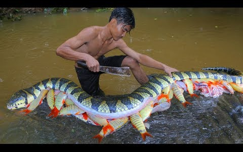 【野外美食】惊人！！！ 难以置信的很多鱼在大蛇胃，柬埔寨兄弟在火中烹饪！