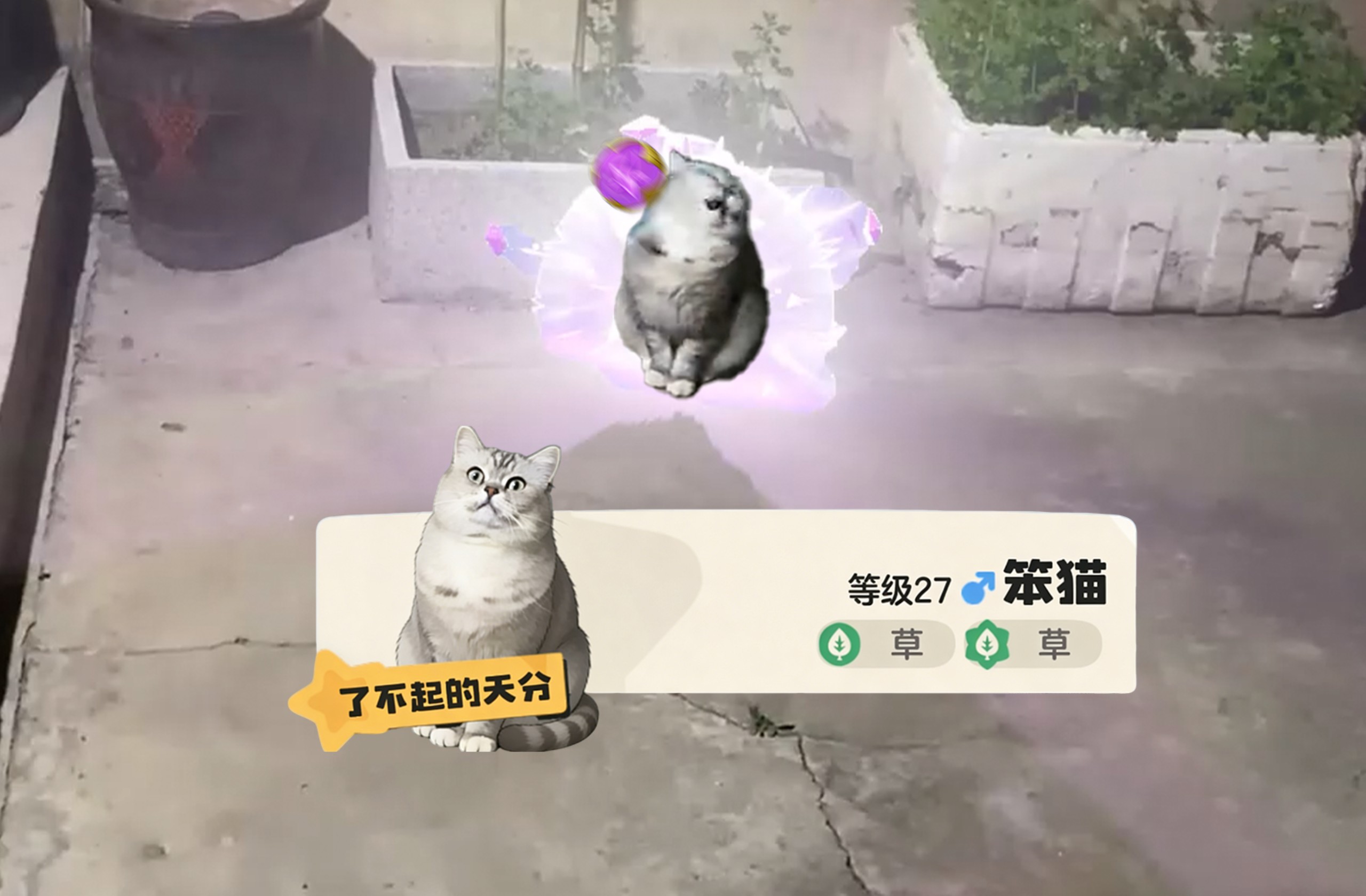 抓到了一只笨猫！