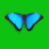 绿幕抠像蓝色蝴蝶