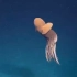 【章鱼】在1600米深的水下发现了这只优雅的章鱼