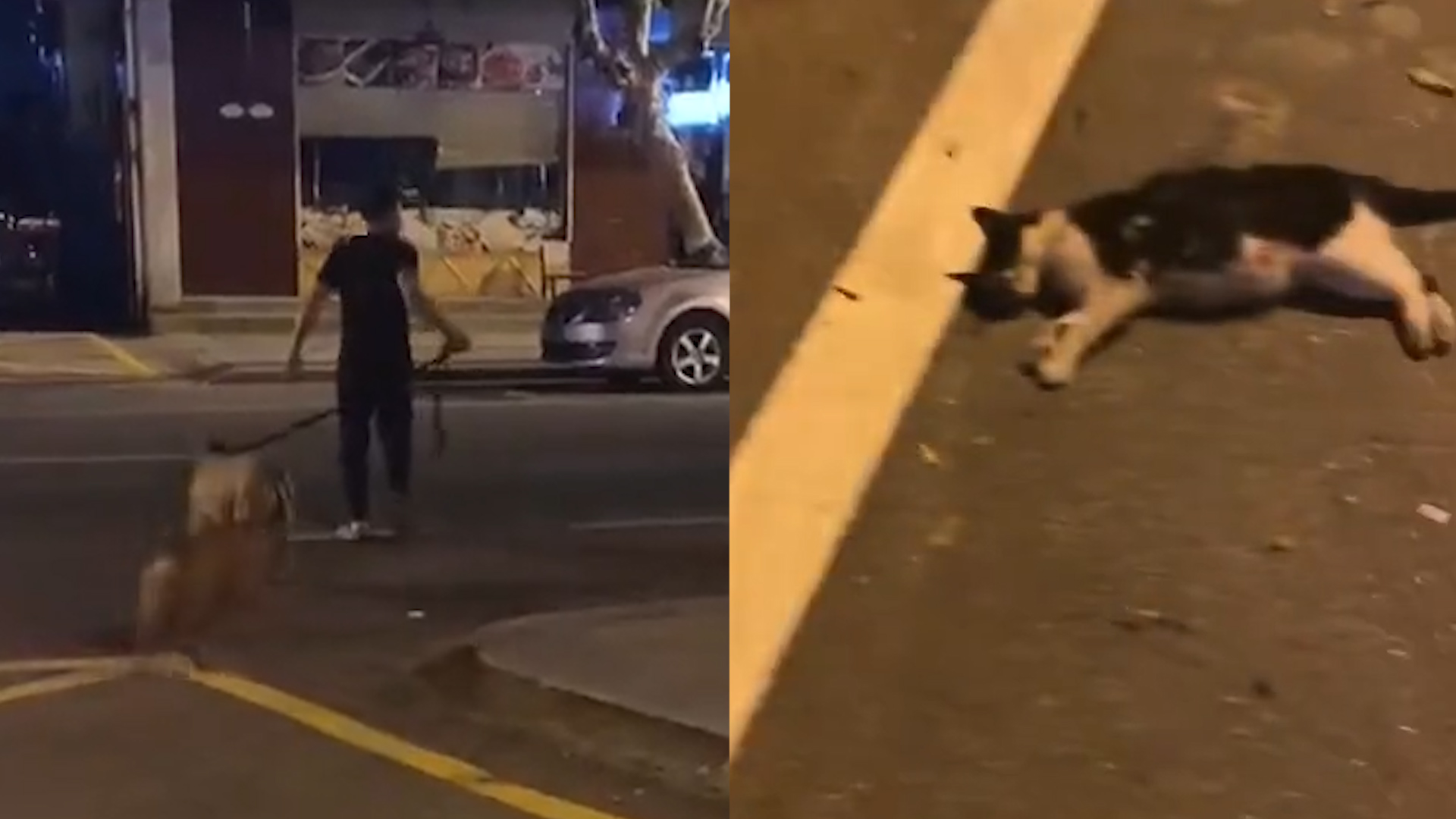 男子训练比特犬，街头残忍咬死待产母猫，被路人喝止后加速离开