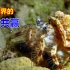寄居蟹为了躲避章鱼的猎杀，找到海葵当自己的贴身保镖