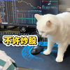 多次劝阻无效，耗子今天下狠手了