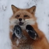 终于下雪了，又可以和小狐狸玩那个了