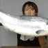 【任性料理人】用三文鱼做了亲子丼（三文鱼、鲑鱼的料理方法）
