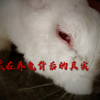 隐藏在养兔后面的真实