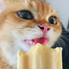 人可以吃的猫食物，你一口我一口