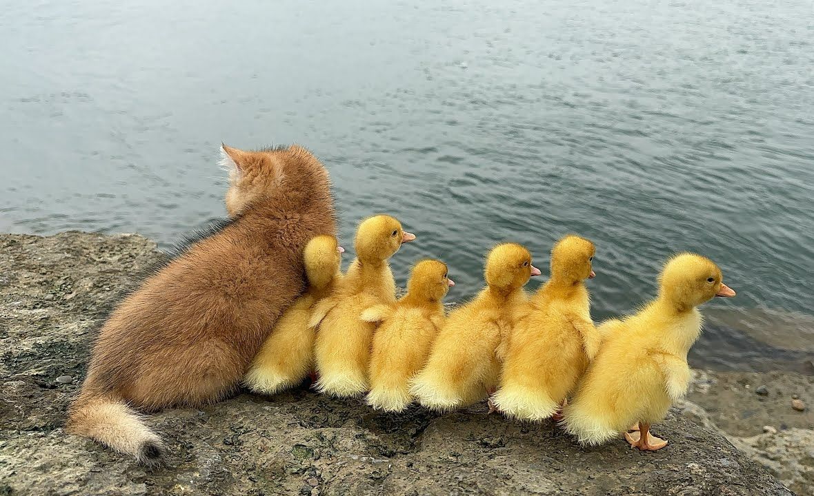 一群小鸭子乖乖跟着猫咪一起外出游玩