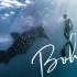 【果然】油管Kyung6Film「对水有恐惧症的她 | 能和鲸鲨一起拍照吗？」电影质感VLOG