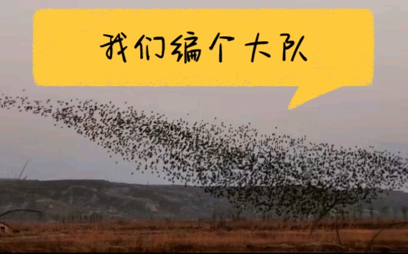夏阳瀵村黄河边的2000只绿翅鸭大队