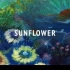 【Finnip】Sunflower