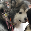 终究沦为了妹妹的玩偶