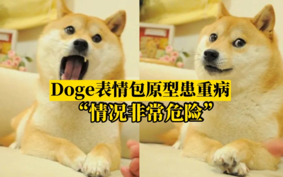 Doge表情包原型柴犬患重病，已无法饮食与喝水