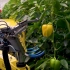 自动的农业机器人开始大规模取代人类