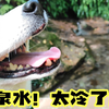大出水湧水！泉水！太冷了