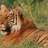 科比特老虎保护区的纪录短片