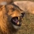 【搞笑】：艾玛，这狮子的笑声太魔性了吧，谁来拯救我的鼻涕泡？