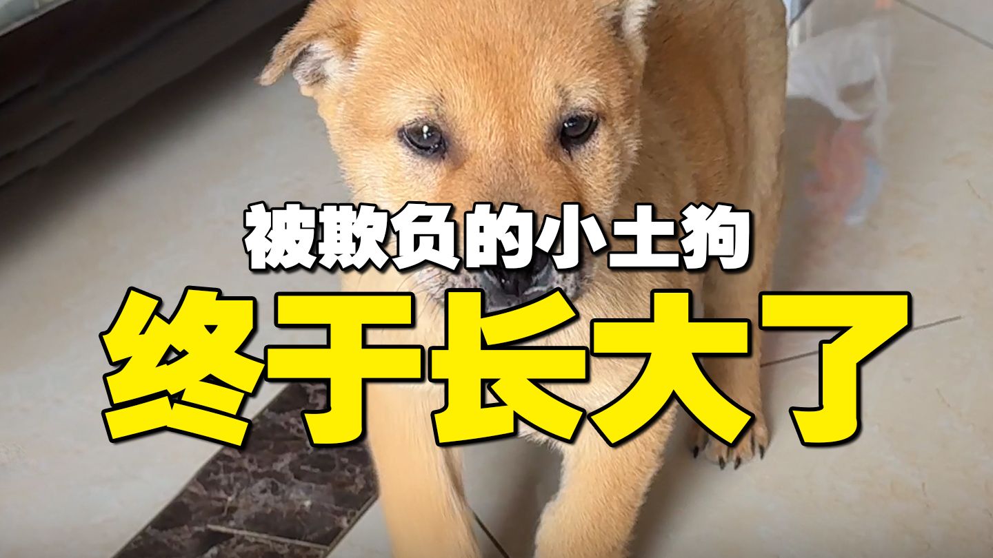 你相信有的小狗天生就是来报恩的吗？
