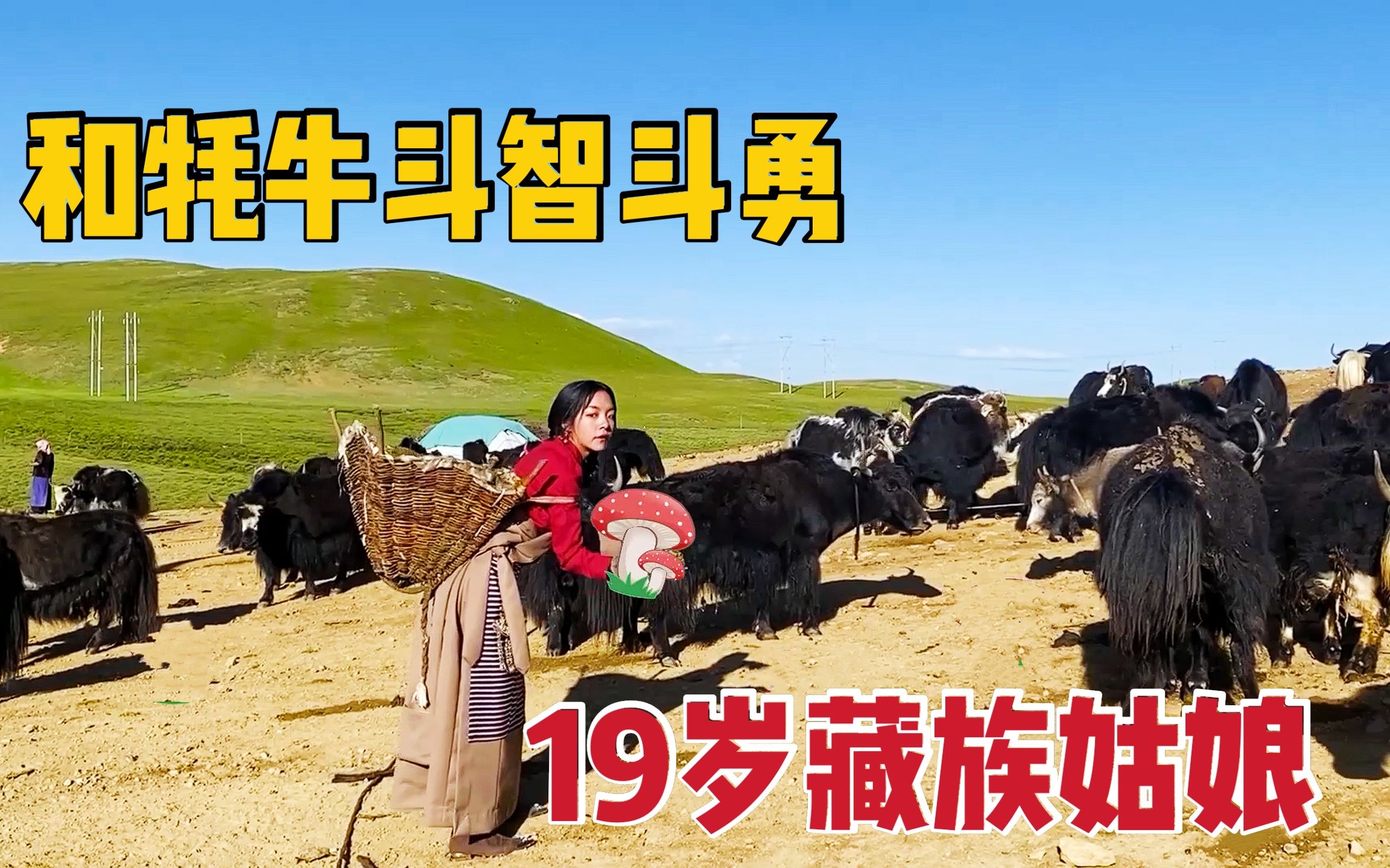 一斤牦牛肉卖出50元 浙江援藏干部让牦牛更“牛”