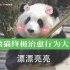 “熊 猫 终 极 治 愈 行 为 大 赏”