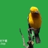 黄色小鸟绿幕视频素材绿幕素材动物绿幕
