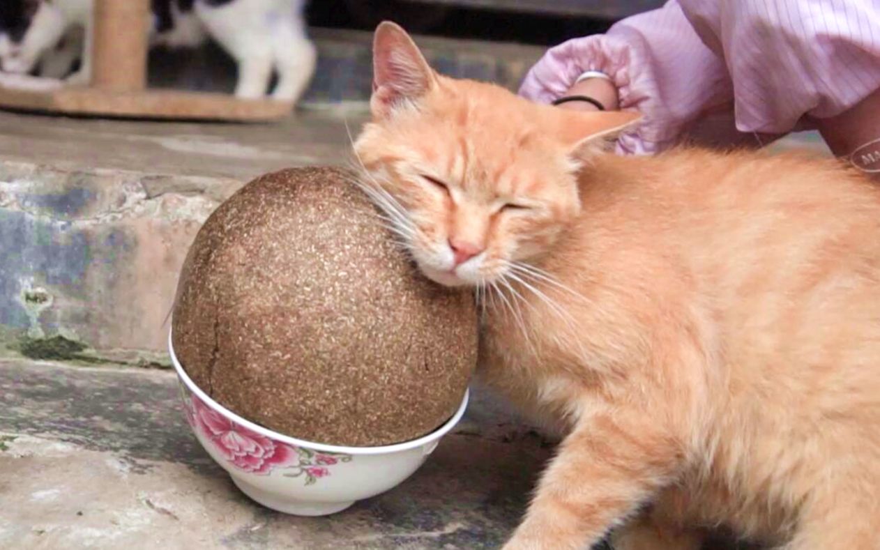 4斤猫薄荷，做史上最大猫薄荷球，猫看见都疯了！
