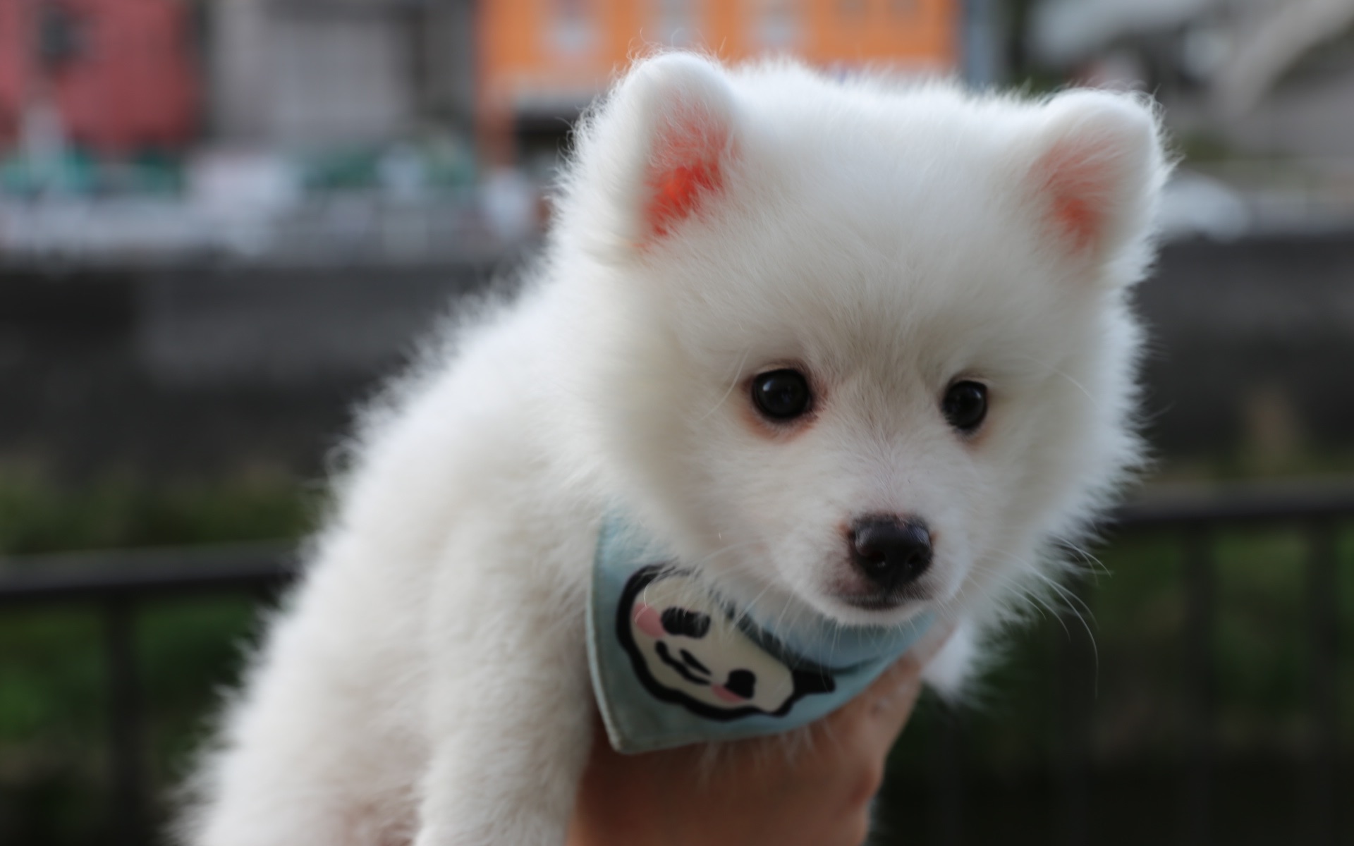 【银狐犬スピッツ】纳尼的汪日常