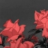 【鹿老师Elyas】为你读诗（高级直播切片）——A Red Red Rose 一朵红红的玫瑰