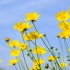 【4k视频素材免费分享】唯美夏日风景黄色花朵小清新4K实拍，金鸡菊实拍！