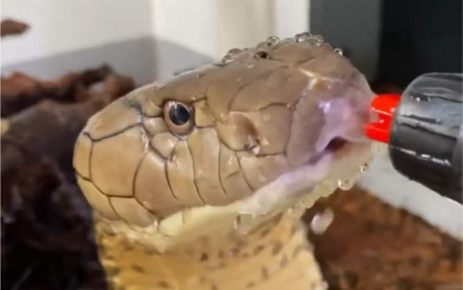 眼镜王蛇喝水有点可爱捏