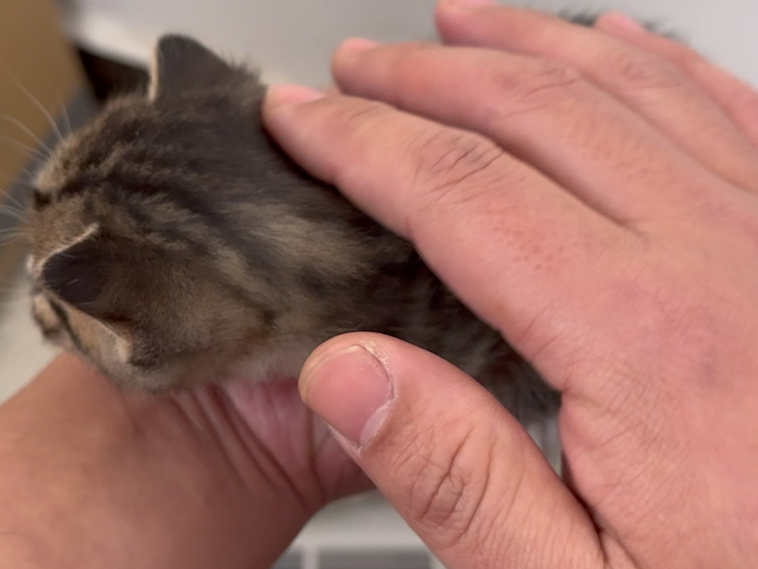 钓鱼捡到的猫妈妈，真的太辛苦了