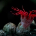 【地球脉动II】第3集－10真菌类－最黑的夜，发出最亮的光，生命在这一刻绽放
