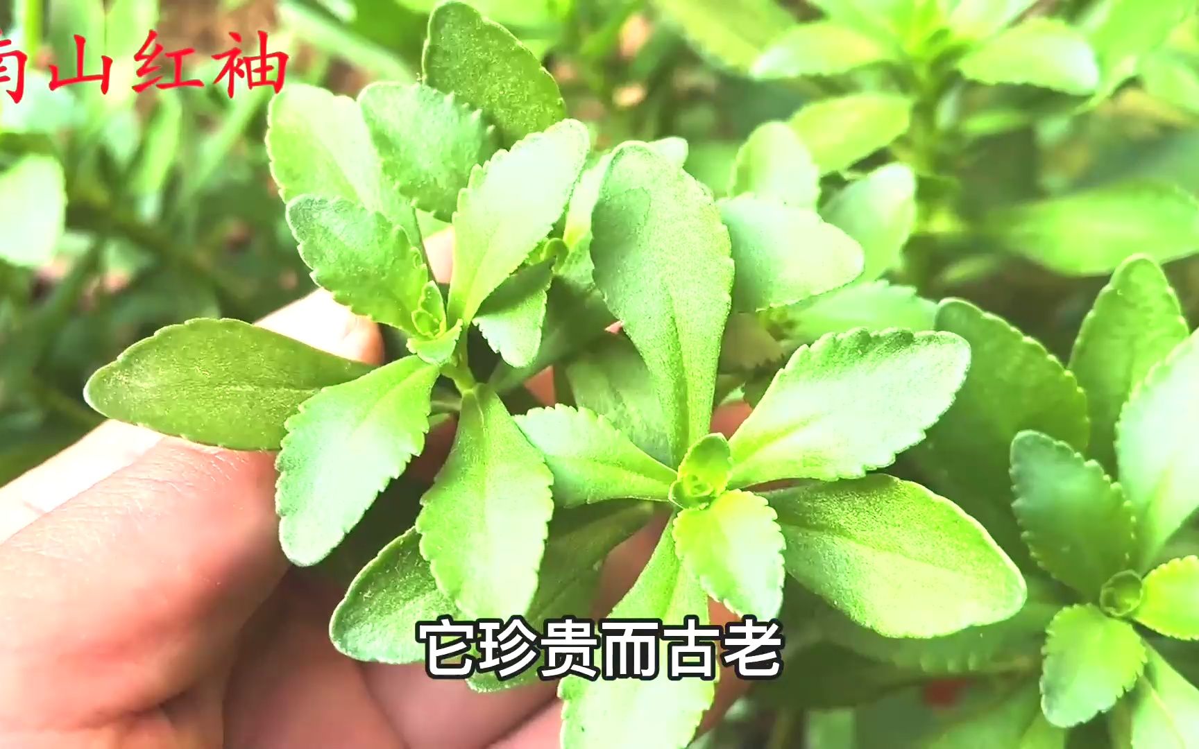 救心菜别名"养心菜,常吃对人身体好,看看有啥价值?