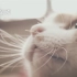 【日本超萌宣传片】把猫咪的叫声编成幸福拍手歌