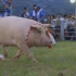 日本奇葩的“骑猪”大赛，坚持十秒奖励50万，奖金却被他拿走！