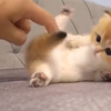 “这...这也太软乎了叭