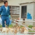 有着15住民100多只喵星人的日本爱媛县猫岛，宣传节目第一话