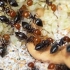 想知道我还养了些什么可爱的蚂蚁吗