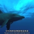 海洋动物保护宣传视频——《海豚湾》剪辑视频