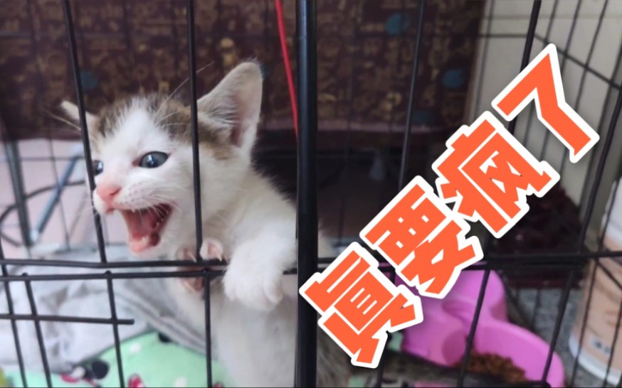 小奶猫真的在笼子里关疯了！