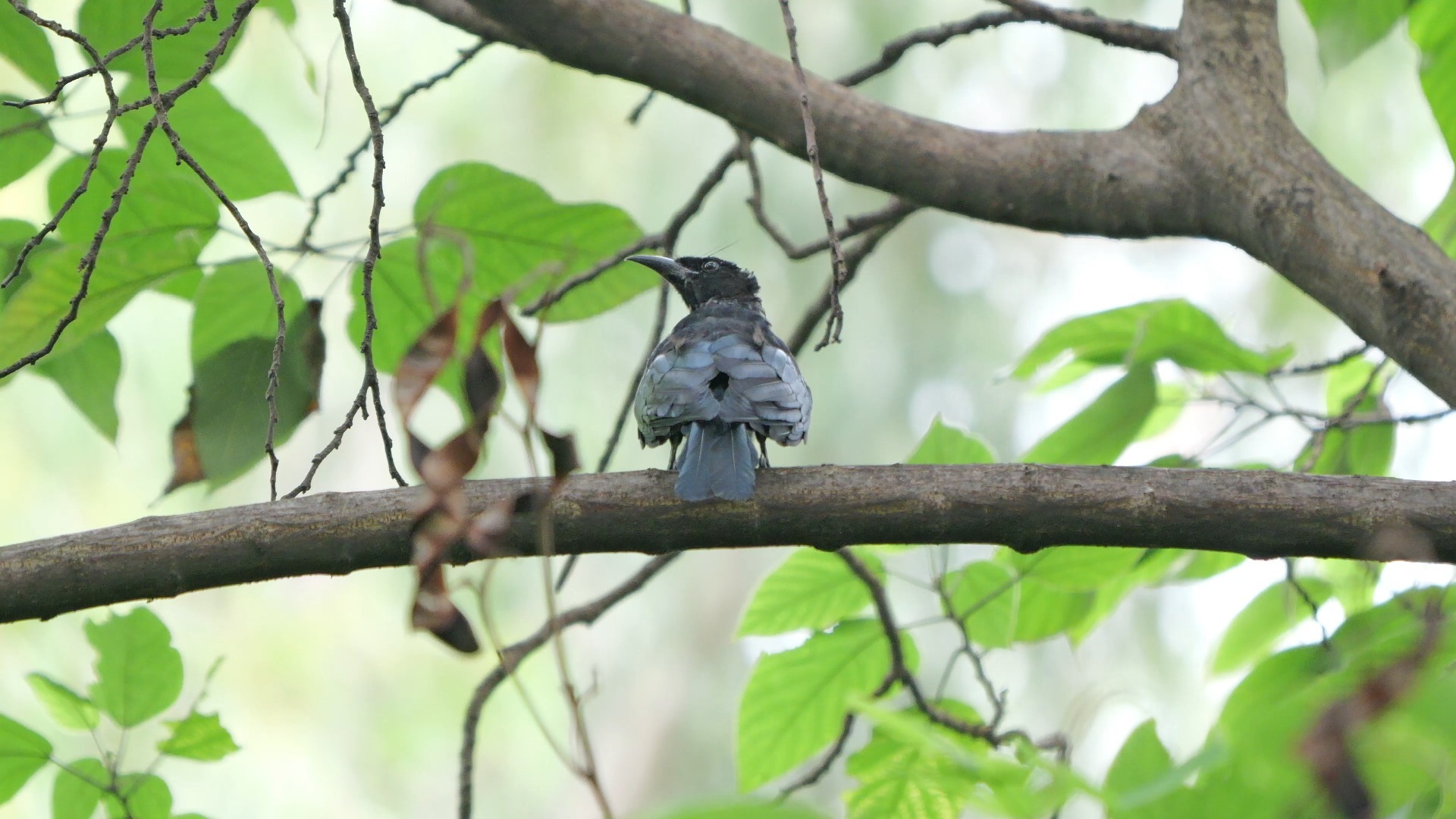 【行为图鉴】发冠卷尾 树上 背面