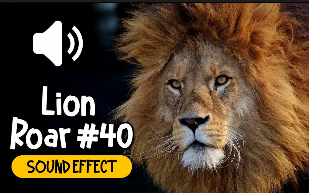 狮子 #40 吼叫 叫声 动物 音效 (HQ)